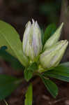 Striped gentian